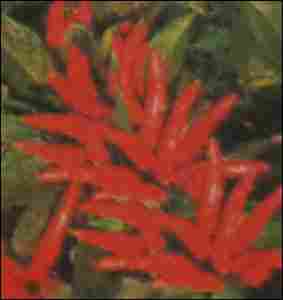Hybrid Red Chilly Seeds (Surya)