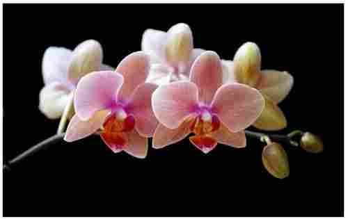 Fresh Orchid Flowers