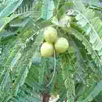 Phyllanthus Emblica Plant