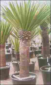 Yucca Rostrata Tree