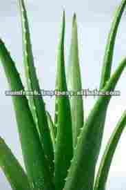 Organic Aloe Vera Gel Powder 