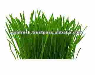 Organic Wheat Grass 