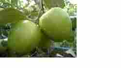 Apple Ber Plants