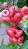 Rose Apple Plant