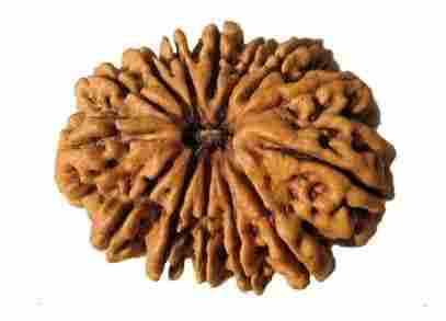 14 Mukhi Rudraksh