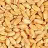 Seed Processing Service