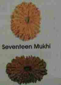 17 And 18 Mukhi Rudraksha