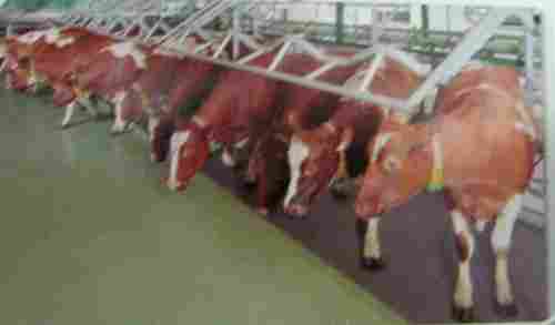 Rapid Exit Herringbone Milking Parlour For Dairy