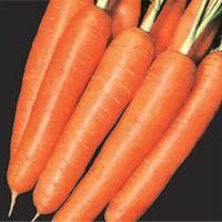 Carrot Nantes Improved Seed