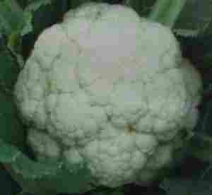 Cauliflower Seeds (First Early-O.P.)