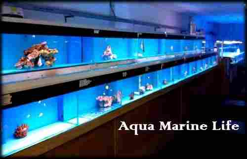 Imported Marine Aquarium Fishes