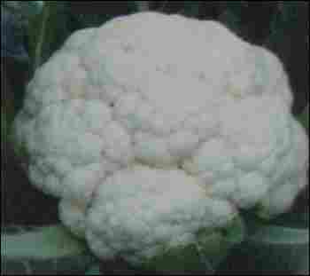 KANCHAN SS Cauliflower Seeds