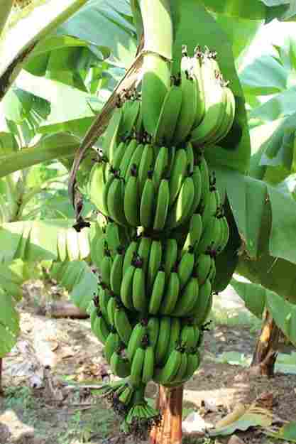 Banana Tissue Culture Plant-G9