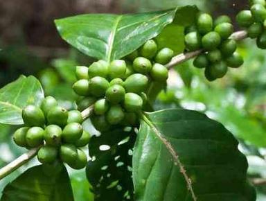 Green Coffee Bean Extract (Chlorogenic Acid 45%,60%)
