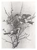 Etched Stainless Steel Paintings (Birds)