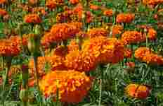 Marigold Extract, Lutein and Zeaxanthin