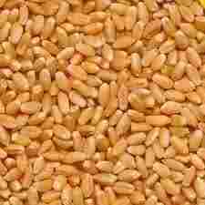 Soltex Clean Special Organic Wheat
