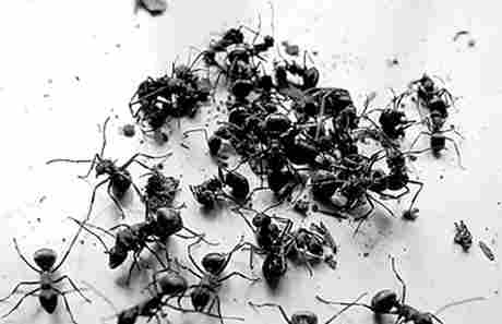 Black Ant Extract