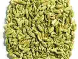 Fennel Whole