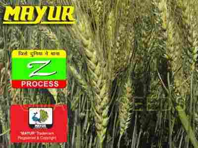 Mayur-551 Wheat Seeds