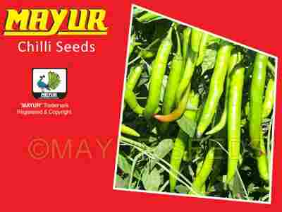 Mayur Hybrid Chilli - 1303 Seeds