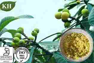 Loquat Leaf Extract Ursolic Acid 25%, 50%, 90%