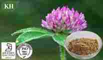 Red Clover Extract Isoflavons 20%, 40%, 80% HPLC