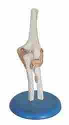 Life Size Elbow Joint Model