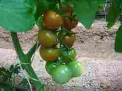Tomato Seeds- Cheramy
