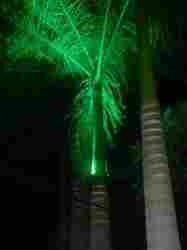 Outdoor LED Tree Lighting