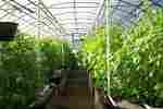 Agriculture Green House