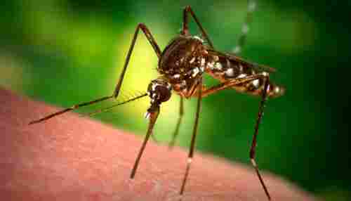 Mosquitoes Pest Control Services