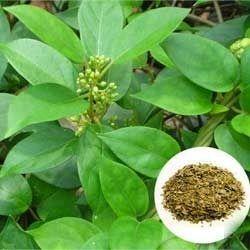 Gymnema Sylvestre Extracts