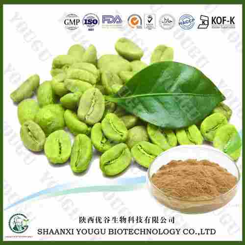 Green Coffee Bean Extract 50% Chlorogenic Acid
