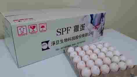 Fertile SPF Eggs