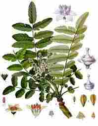 Natural Frankincense Oil