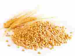 ARIHANT Wheat