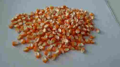 Maize Seed