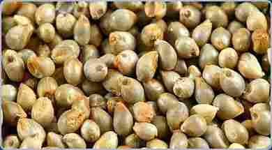 Pearl Millets