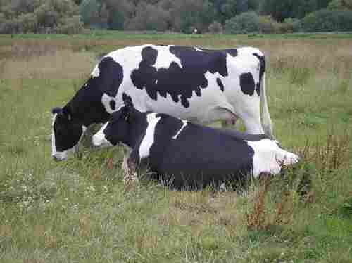 Pregnant Friesian Holstein Cow