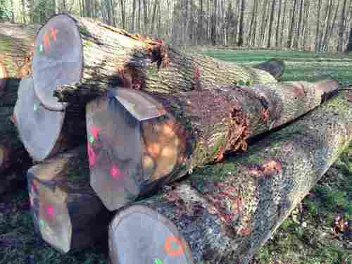 Saw Logs, Oak (European)
