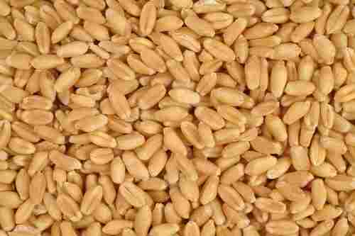 BASE INDIA Wheat