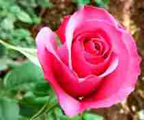 Bonheur Rose