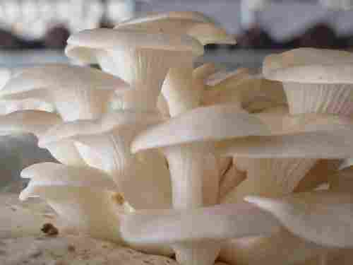 Oystor Mushroom