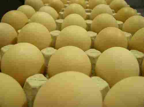 Source Broiler Hatching Eggs