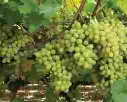 Grapes Growth Paclobutrazol