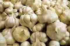 Garlic Seed