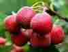 Hawthorn Fruit PE