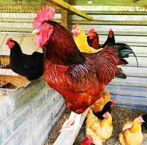 Poultry Farm Cock