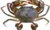 Live Crab 